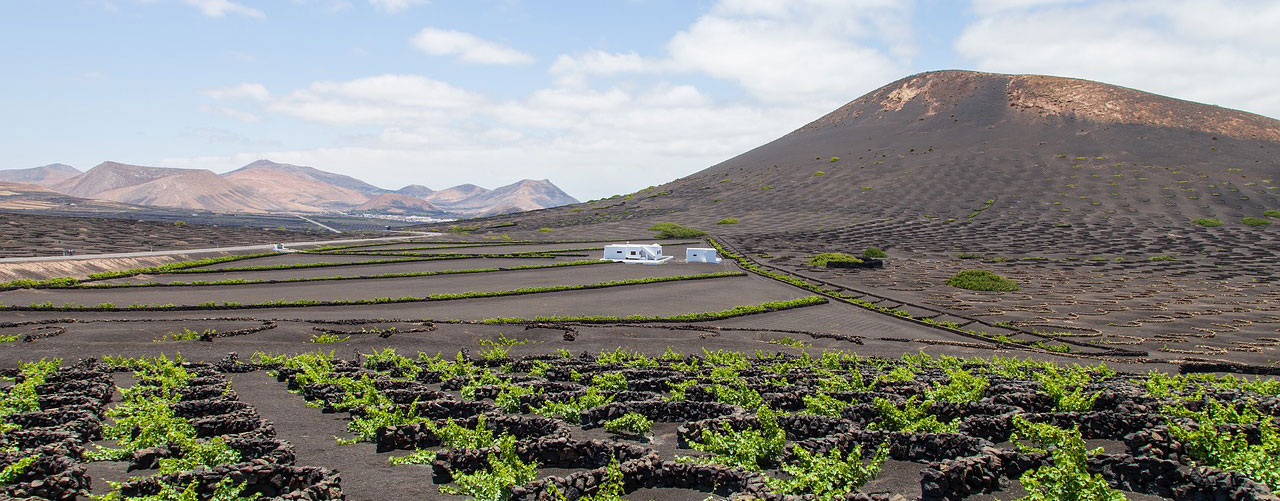 Vindyrkning p Lanzarote